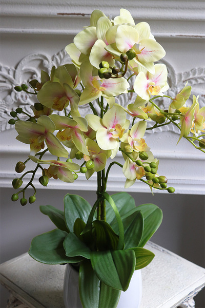 Limone Albina, gumowy storczyk w białej osłonce