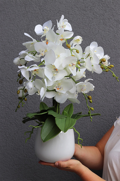 Ulisses White Basics, storczyk w białym naczyniu