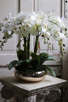 Cecile Silvista, efektowny storczyk w złotej misie, wys.54cm