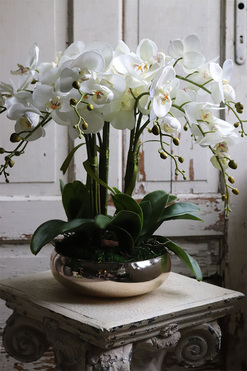 Cecile Silvista, efektowny storczyk w złotej misie, wys.54cm