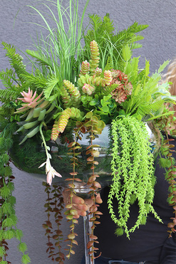 Greenesta, kompozycja sukulenty w szklanym kielichu, wys.70cm (wyłącznie odbiór osobisty) 