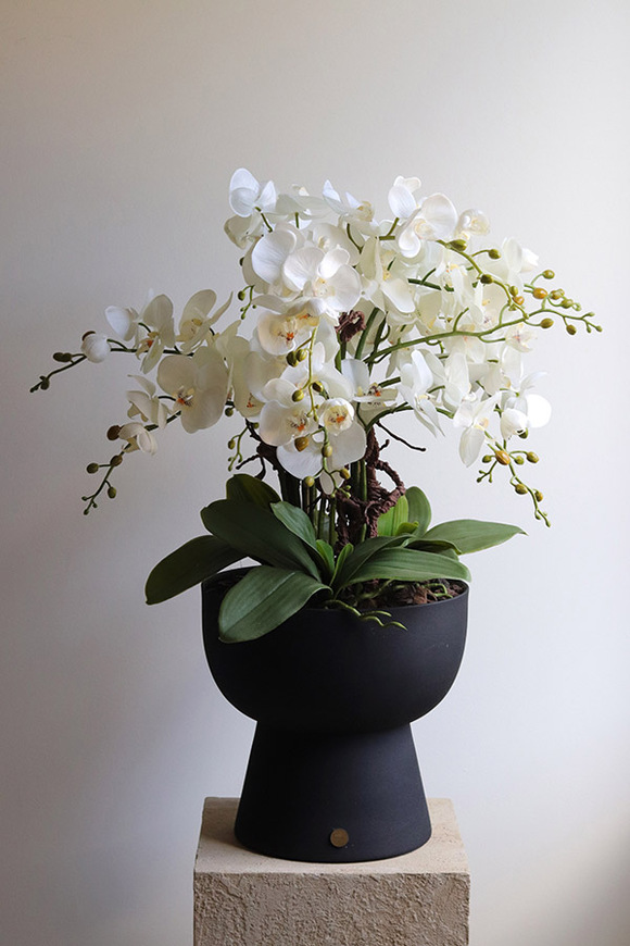 Moderna, duży storczyk w pucharze