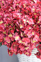 Bordorena, bordowe hortensje w plecionym koszu