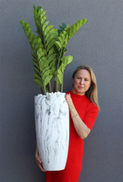 kwiat doniczkowy w wysokiej donicy, Marmur Zamiokulkas, wys.130cm