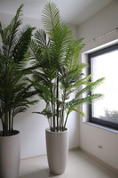 Areca Ibis Concrete, sztuczna palma w betonowej donicy