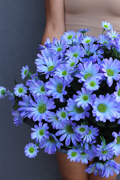 Margarytki Volcan, fioletowo-niebieskie kwiaty w ciężkim naczyniu, wys.30cm