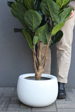 Fikus Dębolistny Walter White, sztuczna roślina w donicy fiberglass, wys.130cm