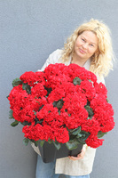 pelargonie w czarnym wkładzie, Deep Red