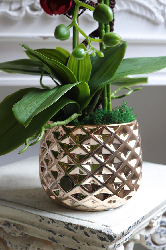 Karmin Red, karminowy welurowy storczyk