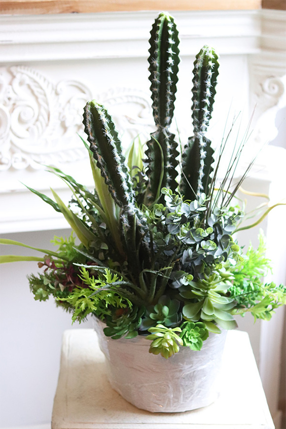 Cacti Saute A, sukulenty z kaktusem w stretchu