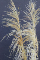 Pampasy Giant, bukiet suszonych traw