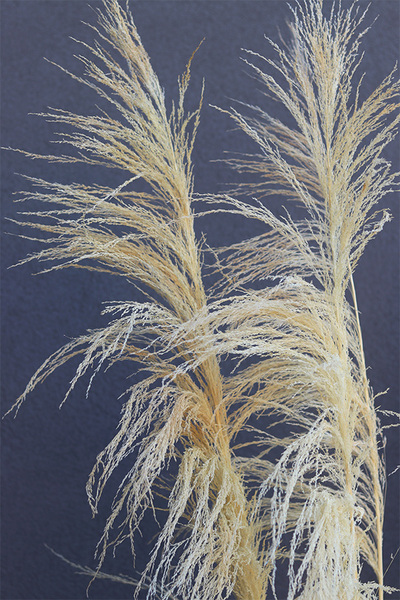 Pampasy Giant, bukiet suszonych traw