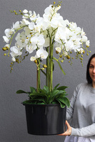 biały storczyk w okrągłym wkładzie, Mediolan 2, wys.110cm 