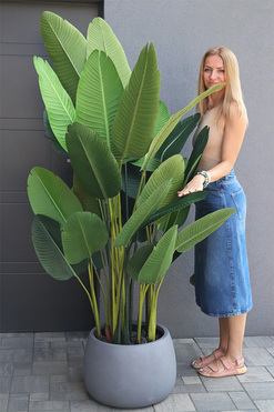 Bananowiec Concrete Bowl 3, sztuczna roślina w donicy, wys.205cm 