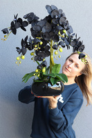 Black Glamour Piano, czarny storczyk w misie