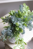 Antylla Marino Shell, kompozycja sukulenty w muszli