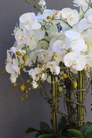 Grande Fiberglass Fenice Big 2, efektowny storczyk w białej donicy z fiberglass, wys.140cm 