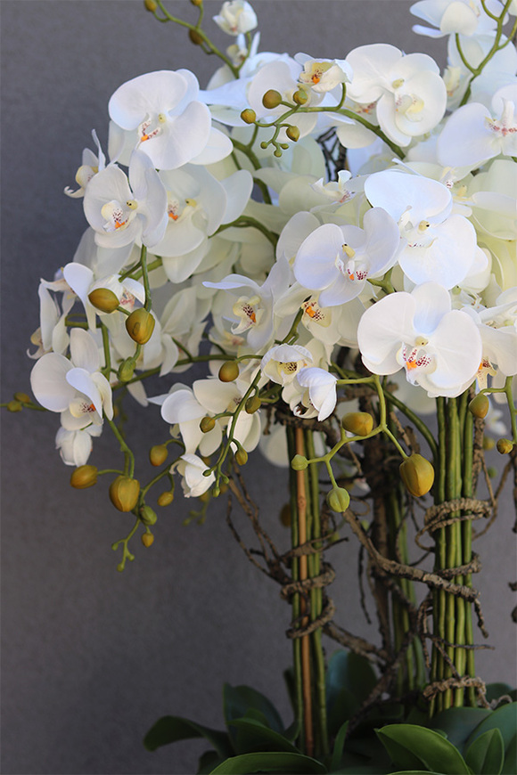 Grande Fiberglass Fenice Big 2, efektowny storczyk w białej donicy z fiberglass, wys.140cm 