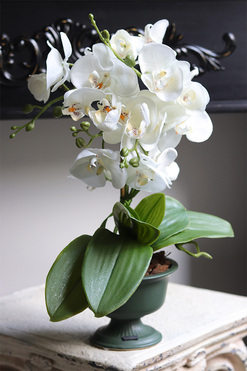 Green Ledireta, storczyk w ceramicznym pucharze, wys.42cm