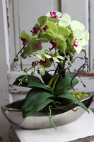 Laos Pistacja, zielony storczyk w lustrzanej donicy, wys.58cm