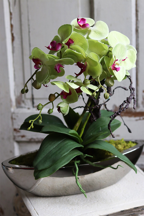 Laos Pistacja, zielony storczyk w lustrzanej donicy, wys.58cm