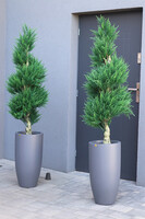 Cyprys Fiberglass, sztuczna roślina w doniczce