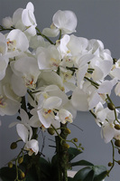 ekskluzywny storczyk Manfredo Tall w lustrzanej donicy, wys.76cm