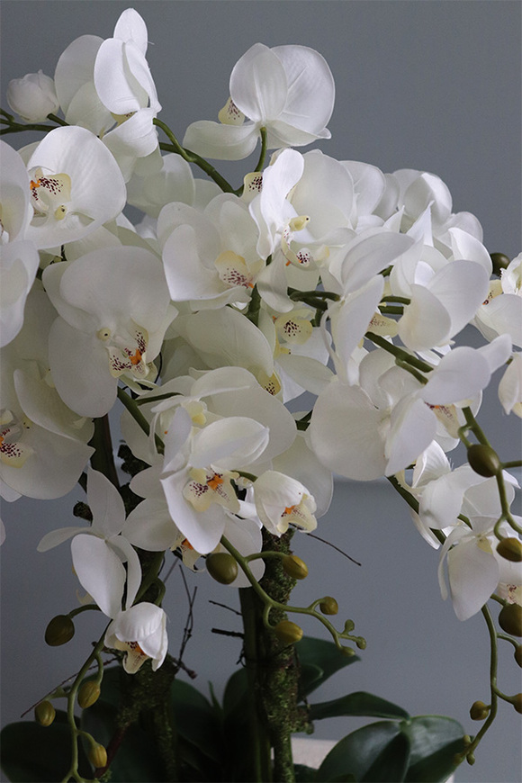 ekskluzywny storczyk Manfredo Tall w lustrzanej donicy, wys.76cm