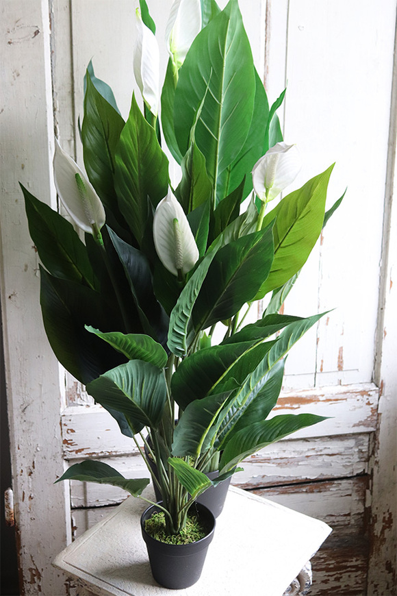 Skrzydłokwiat, sztuczna roślina w osłonce z tworzywa sztucznego, wys.95cm