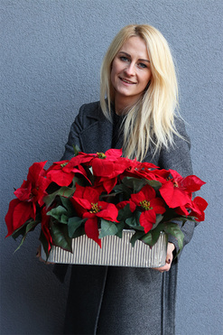 Gwiazda Betlejemska Longia, wysokiej jakości sztuczna roślina, wym.35x55cm 