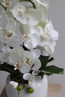 Bielleni, stylowy storczyk w doniczce ze wzorem