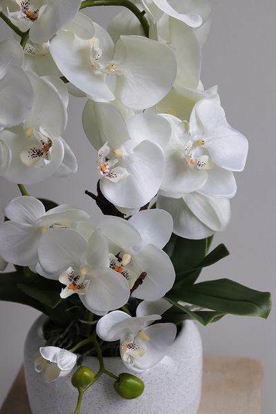 Bielleni, stylowy storczyk w doniczce ze wzorem