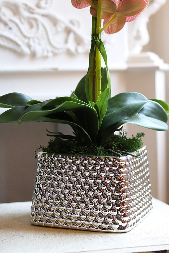 Kretaso Granada, gumowy storczyk