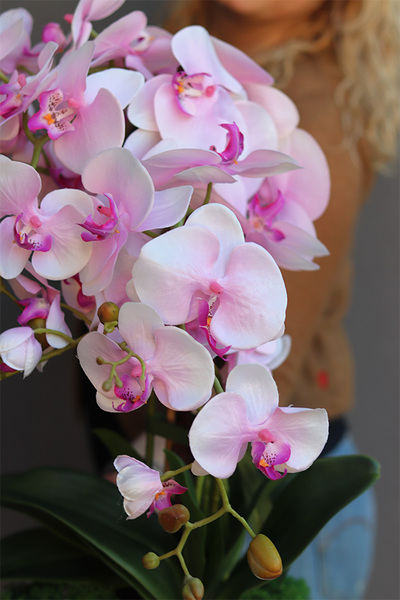 Pink Gelia, różowy storczyk glamour