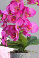 Fuksja Grimana, gumowy storczyk w naczyniu