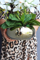 Cecile Jeanne, efektowny storczyk w złotej misie