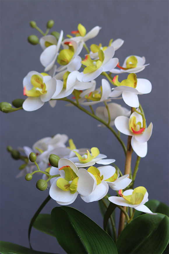 Nerana, gumowy storczyk w etno donicy