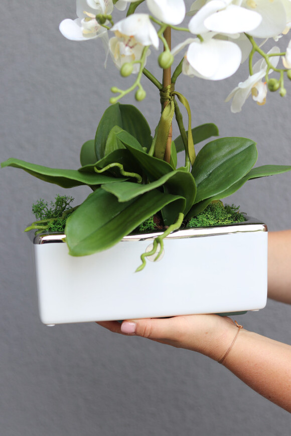 Banerra Krakovia, biały storczyk w prostokątnej donicy