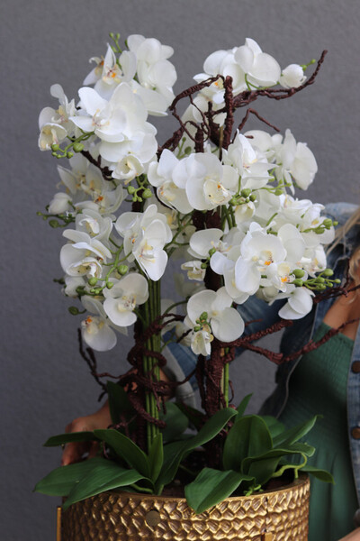 Goldenario Big, biały storczyk w złotej donicy, wys.91cm