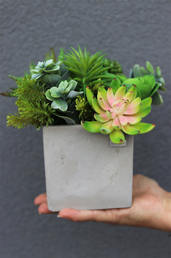 Green Celita A, zielona kompozycja w betonowej donicy, wys.18cm