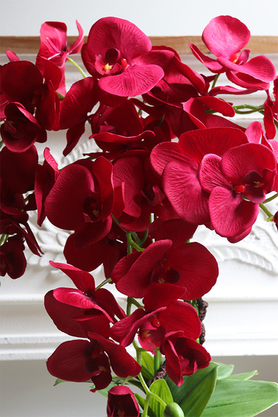 Karmin Red, karminowy welurowy storczyk