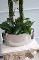 ekskluzywny storczyk Manfredo Tall w lustrzanej donicy, wys.76cm