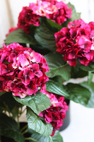 doniczkowa hortensja Wiśniowa, wysokiej jakości sztuczne kwiaty, wys.40cm