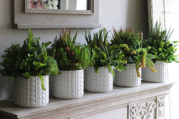 Jerudo B, kompozycja sukulenty w białej donicy, wys.27cm