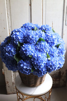 bardzo bogaty kosz hortensji, Blueste Provance, wym.56x47cm   