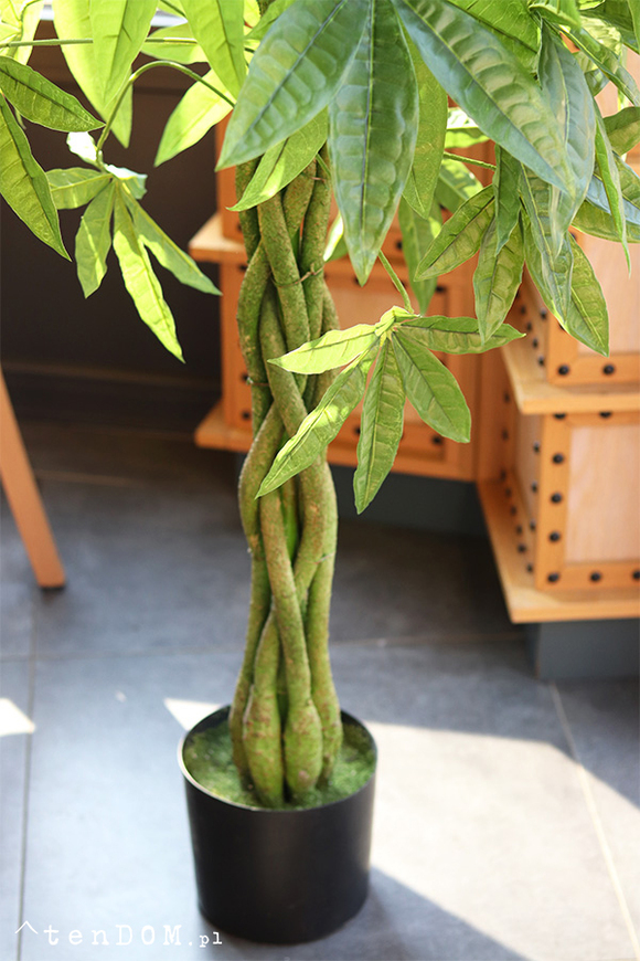 Kasztanowiec, sztuczna roślina w doniczce