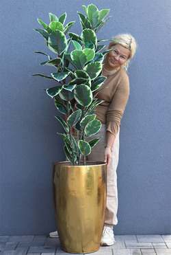 Fikus Dębolistny Złota Bajka, sztuczna roślina w złotej donicy, wys.175cm