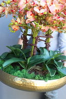 Castellamare Granada Deluxe Gold, gumowy storczyk