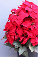 Gwiazda Betlejemska Saute, sztuczna roślina do twojej donicy