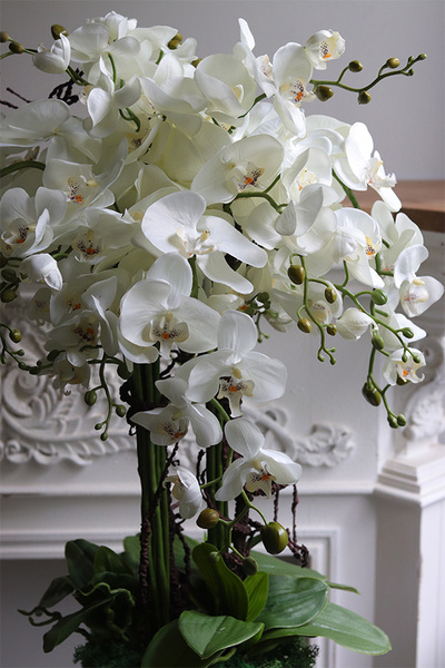 Hefrata Saute, storczyk w stretchu do Twojej donicy